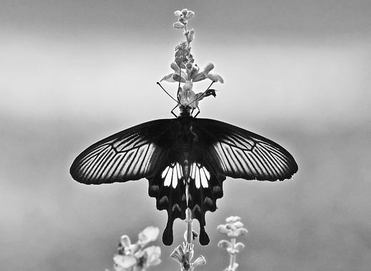 网站ddos隐藏源ip